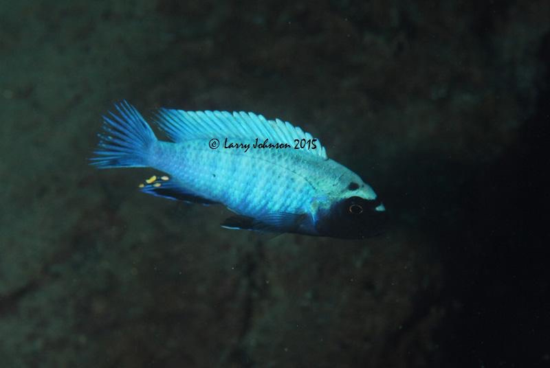Pseudotropheus sp. 'polit' Lion's Cove